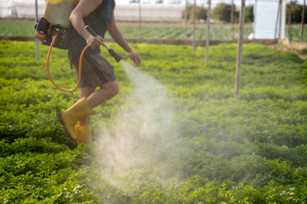Wasp Removal Services in Rossmoor, CA